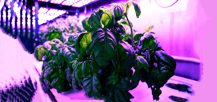 让罗勒更香更美味！MIT研发新算法，改进植物光照周期