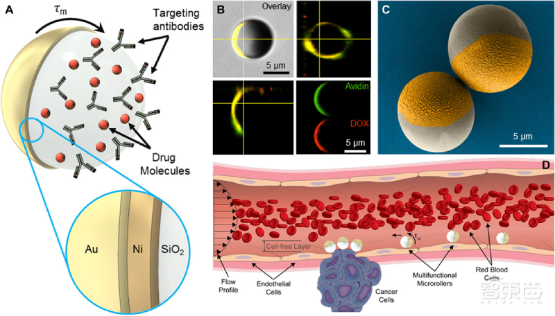 这款抗癌机器人能在血管里跑酷!直径小至3微米,每秒移动600微米