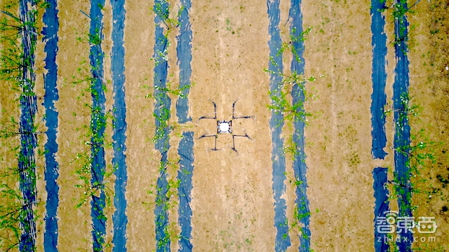 特写:无人机下乡三年 海归植保队征服5万亩果园