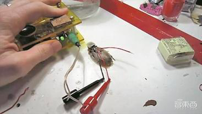 癌症救星！微型机器人将可进入体内杀死癌细胞