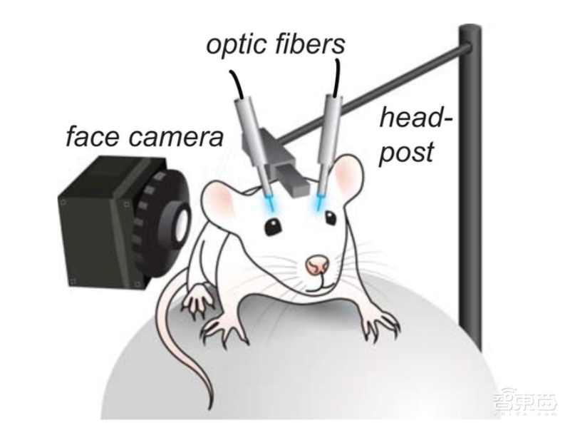 老鼠也会“喜怒形于色”!AI变身表情解码器,原来大脑会为情绪分工