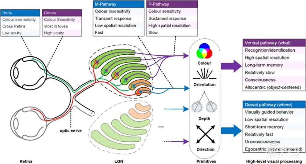 清华计算双“王炸”登Nature!类脑芯片取得重大突破,量子模拟打破国际纪录