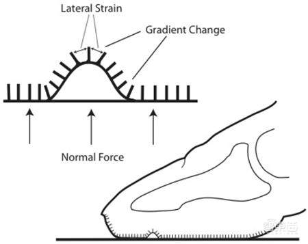机器人“仿人”技术新突破,超灵敏手指触觉,还能剥香蕉、穿衣服!