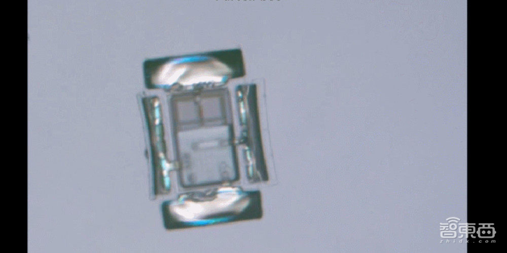 微型机器人用电子“大脑”自主走路，登上Science子刊封面