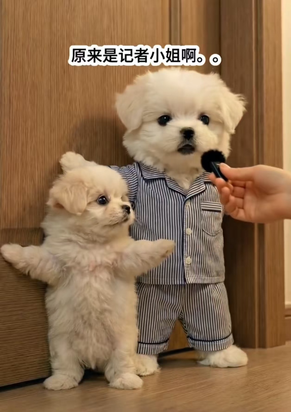 Seedance2.0首波用户体验：两张照片生成逼真电影感大片，知名导演“惊掉下巴”