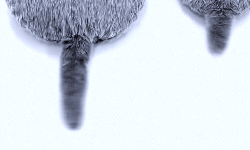 AI解救铲屎官!喵脸识别、狗粮定制,宠物智能生活精彩远超想象