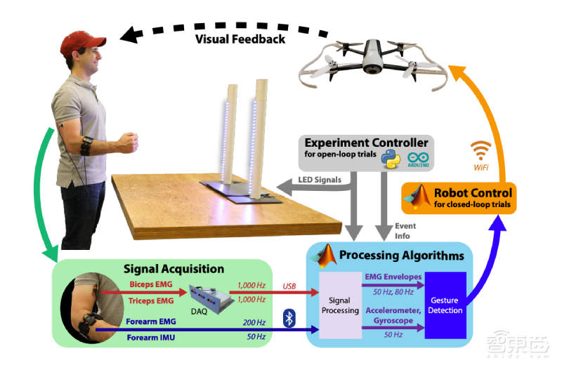绷紧肌肉就能操控无人机！MIT硬核研究：AI让你的麒麟臂变遥控器