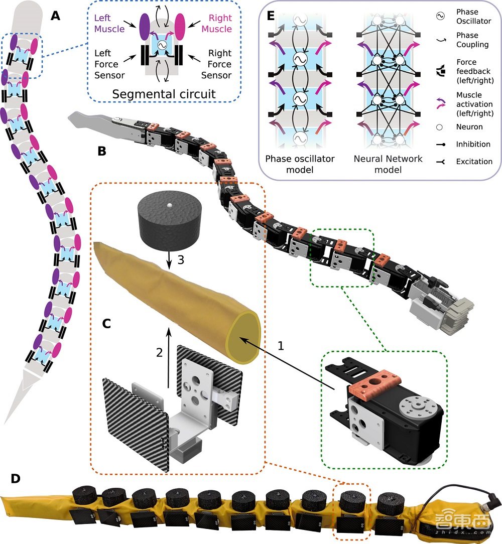 鳗鱼机器人登Science子刊封面，展示超强抗控制系统故障能力