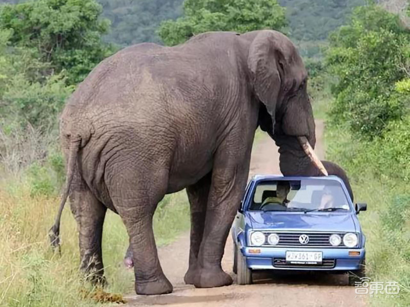 野象出没请小心!AI上阵,带300头濒危亚洲象重返雨林