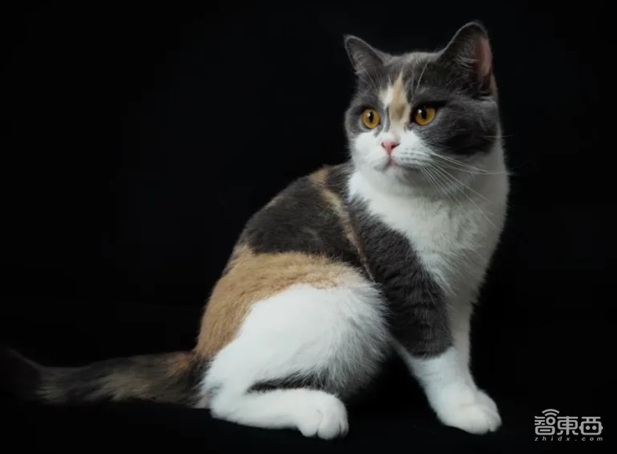 手机影像原生画质跃迁,一颗小小图像传感器里,藏着像素技术颠覆式创新