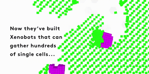 全球首个能“生娃”的活体机器人！Xenobots形似吃豆人，靠一张嘴繁衍