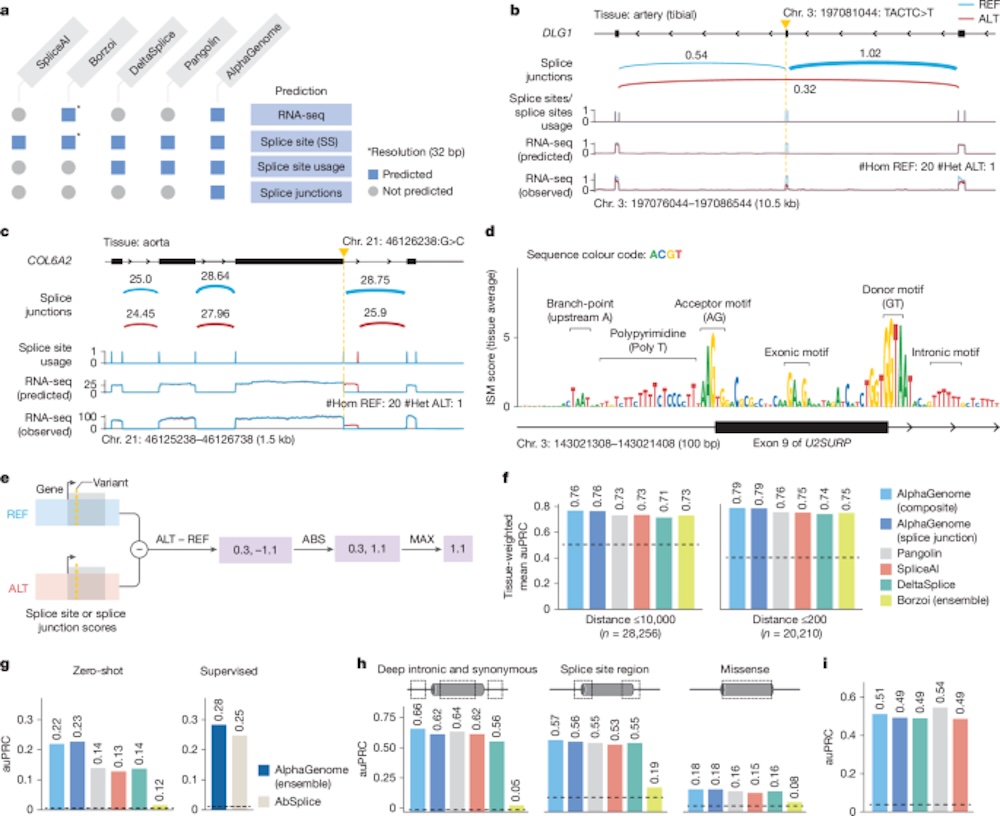 历史性一刻！人类基因密码被谷歌AI破解，DeepMind新作登Nature