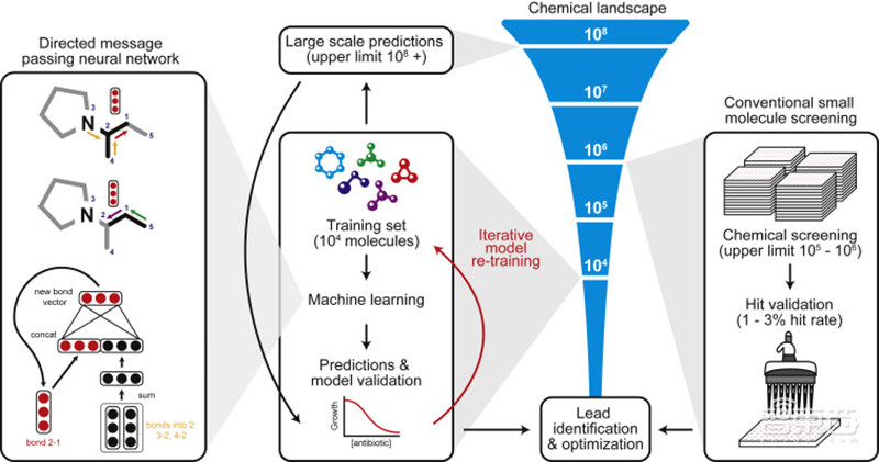 重磅！AI发现超级抗生素，能干掉多种致病细菌，从1.07亿分子筛出