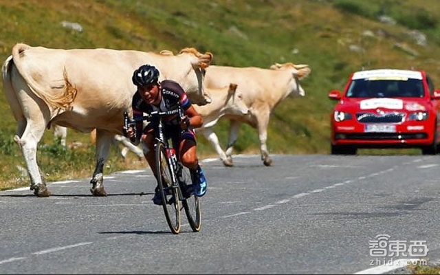 沃尔沃最新智能系统 自动规避动物“侵袭”