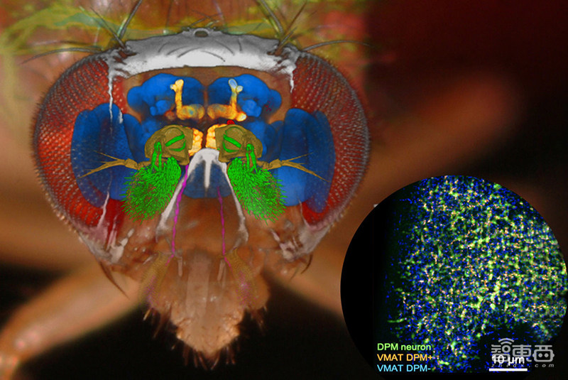 深扒全球仿生芯片计划！15+公司已入局，人造大脑通往未来计算之门