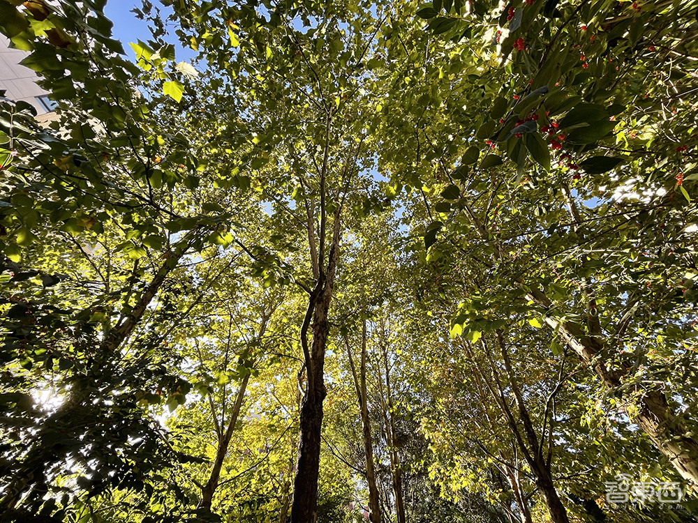 苹果手机拍照要秒单反?iPhone 12 Pro一周深度体验