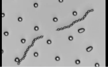 比头发丝还细的机器人！可自主导航、避障、适应环境