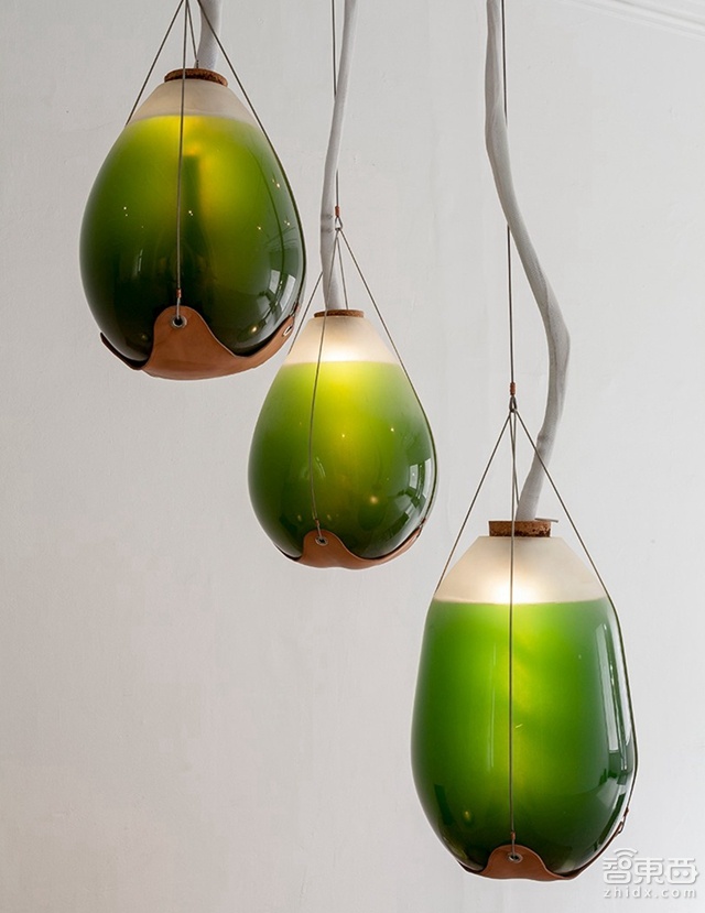 好看又能吃的夜明珠 LIVING THINGS