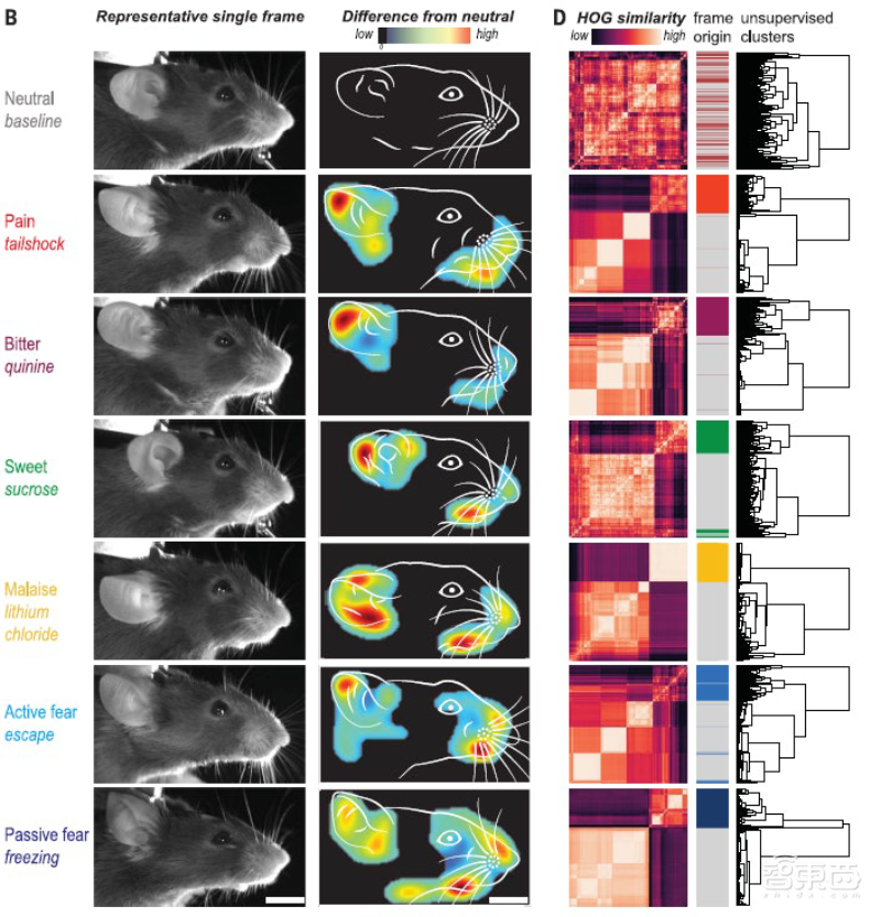 老鼠也会“喜怒形于色”!AI变身表情解码器,原来大脑会为情绪分工