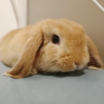 陈 骏达