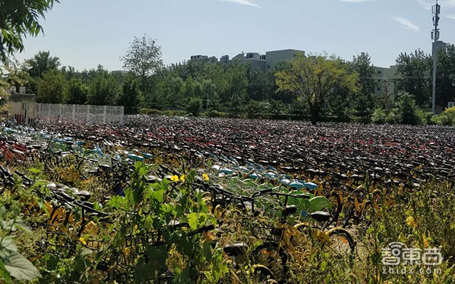 觸目驚心的共享單車墳場！幾十萬輛被棄荒野無人管！