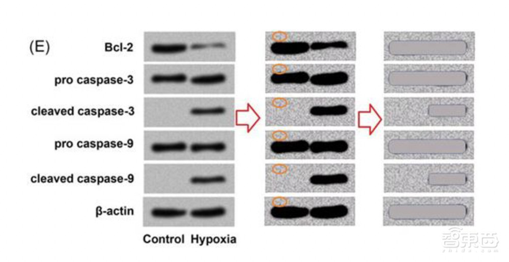 《自然》:解放编辑双手,AI审查图像造假、学术不端