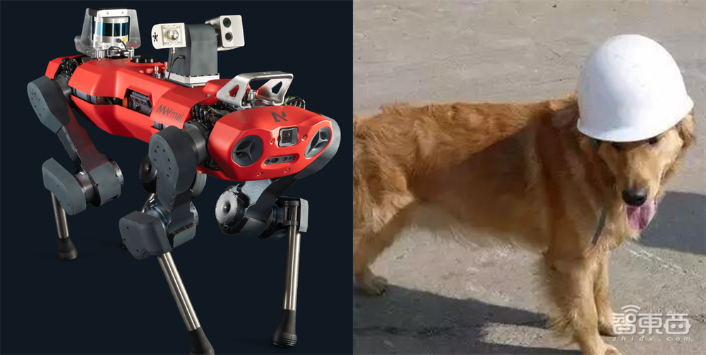 野生机器狗瑞士暴走?能过草地能下水,人追不上!