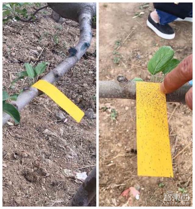 特写:无人机下乡三年 海归植保队征服5万亩果园