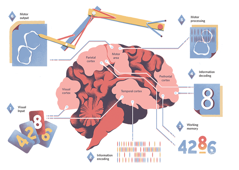 深扒全球仿生芯片计划!15+公司已入局,人造大脑通往未来计算之门