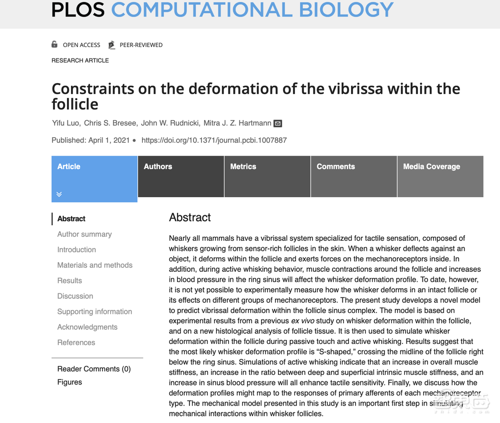 老鼠胡须如何感知世界？科学家研发新机械模型，揭秘神经元下的触觉