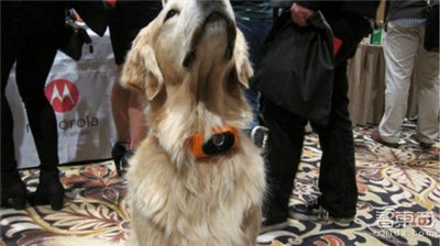 摩托罗拉推出首款宠物智能硬件：Scout 5000智能项圈