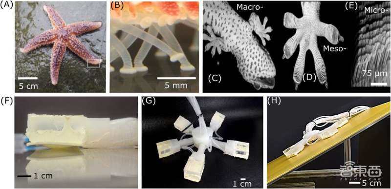 像海星的爬行机器人!能水下作业,灵感来自壁虎