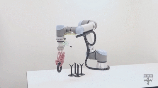 哈佛研发像火鸡面的“触手”机器人,能缠绕抓起脆弱物体