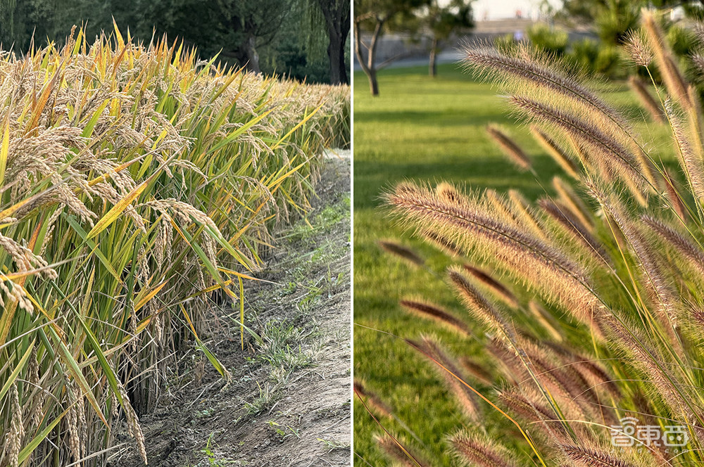 5倍长焦有多少种玩法？iPhone 15 Pro Max长焦摄影深度体验