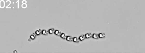 比头发丝还细的机器人！可自主导航、避障、适应环境