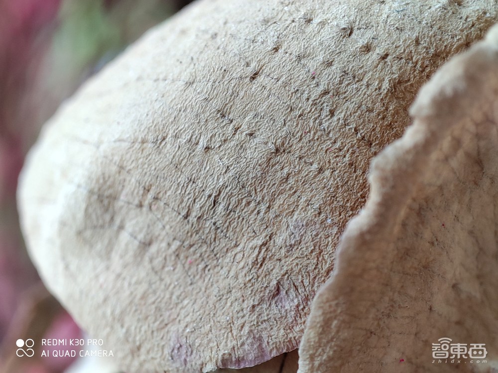 “显微镜”也能放上手机，没有高刷的红米K30 Pro算不算旗舰？