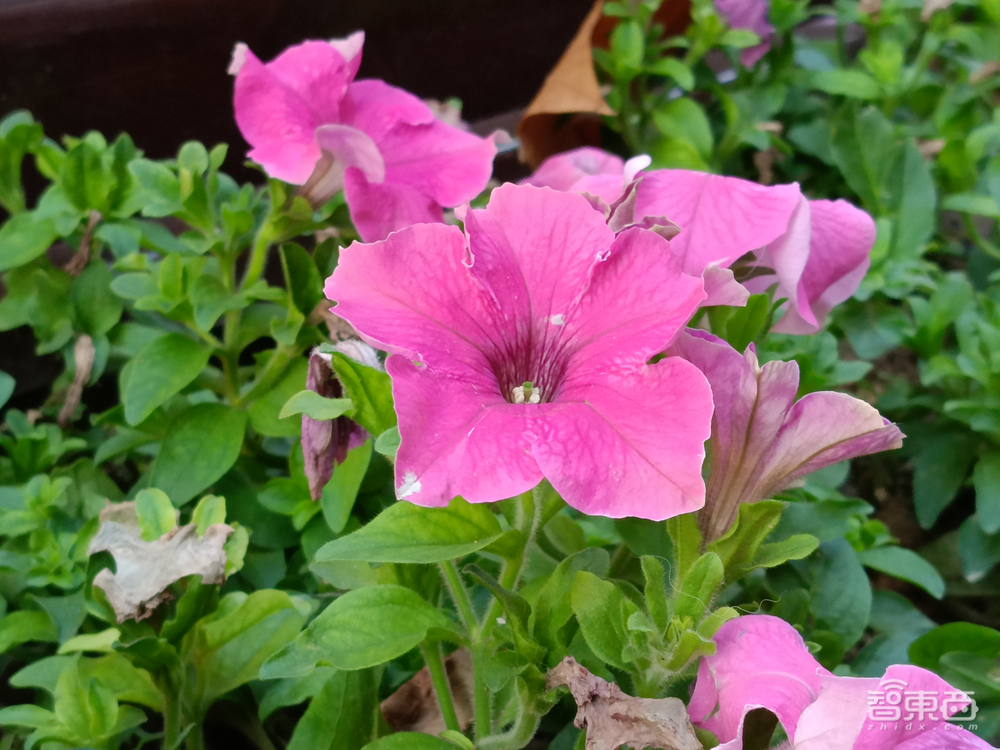 realme数字旗舰首次回国,首发体验“超大杯”,屏幕、拍照亮眼