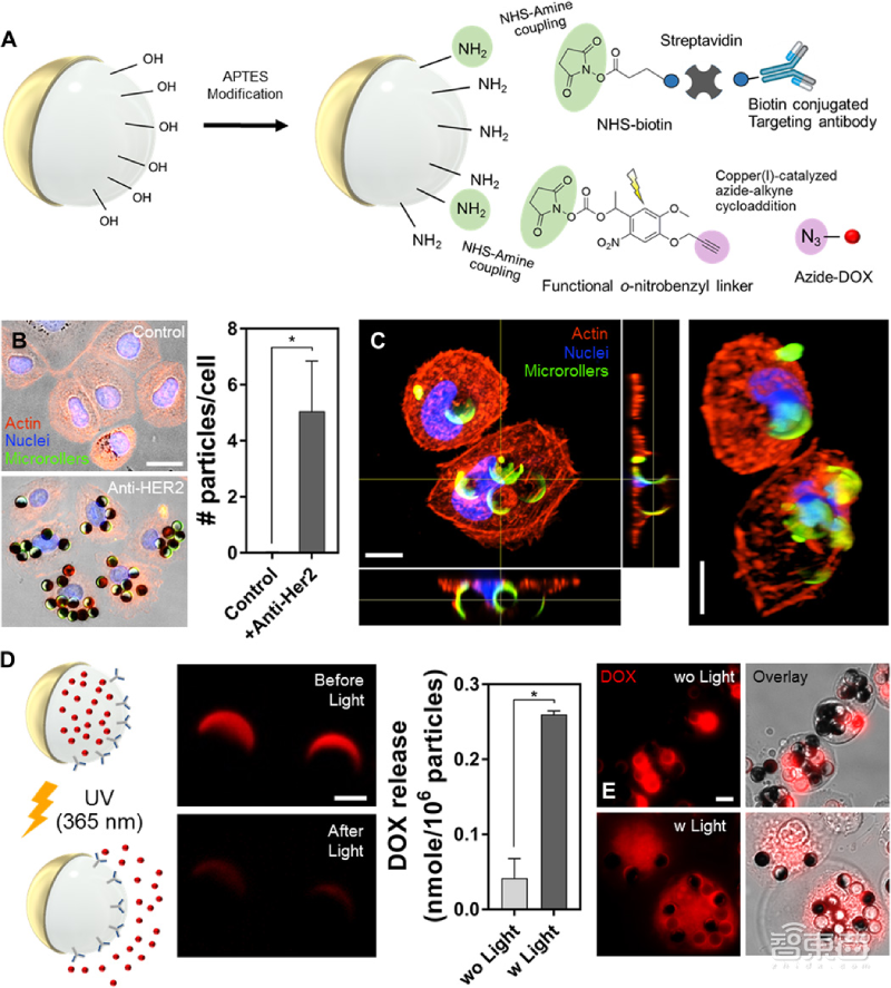 这款抗癌机器人能在血管里跑酷!直径小至3微米,每秒移动600微米