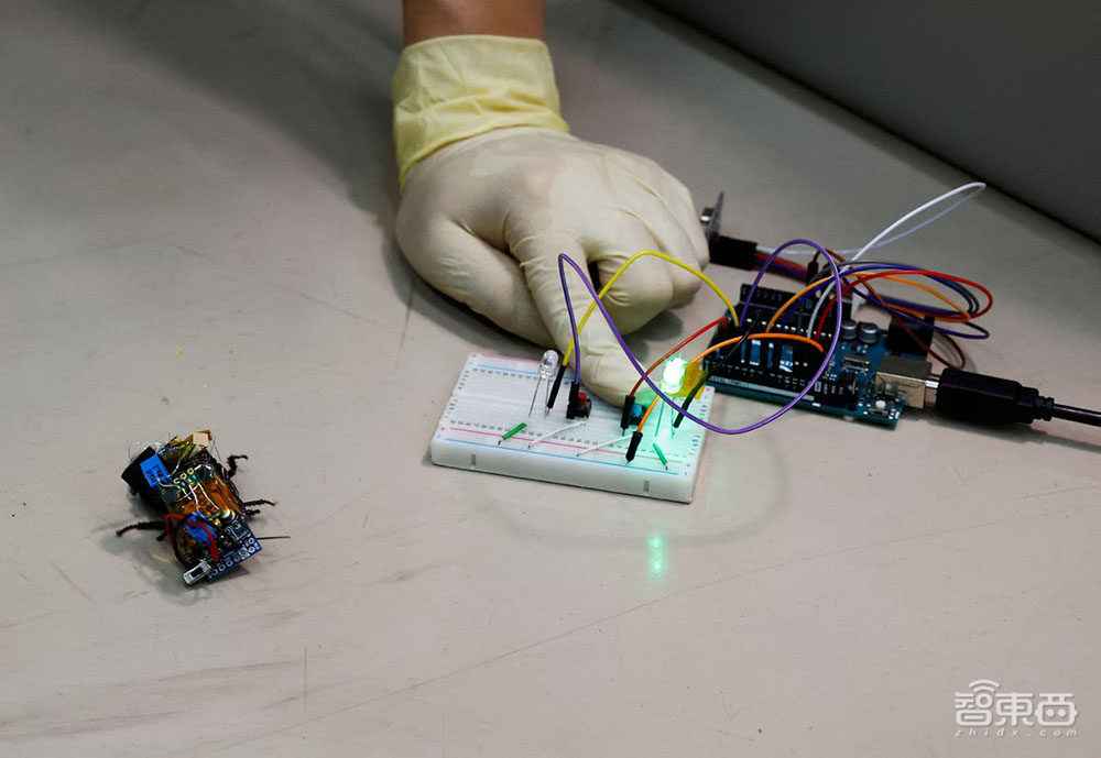 “赛博小强”出没?半机械昆虫未来或许可以完成搜救任务