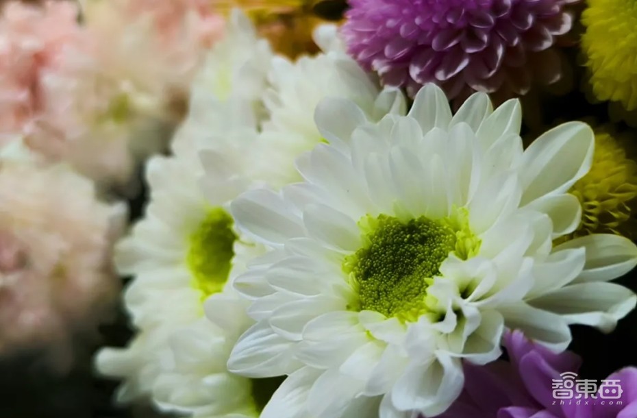 手机影像原生画质跃迁,一颗小小图像传感器里,藏着像素技术颠覆式创新