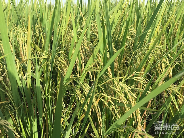 国仁观察：体验iPhone 6s Plus的变与不变