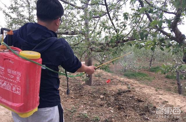 特写:无人机下乡三年 海归植保队征服5万亩果园