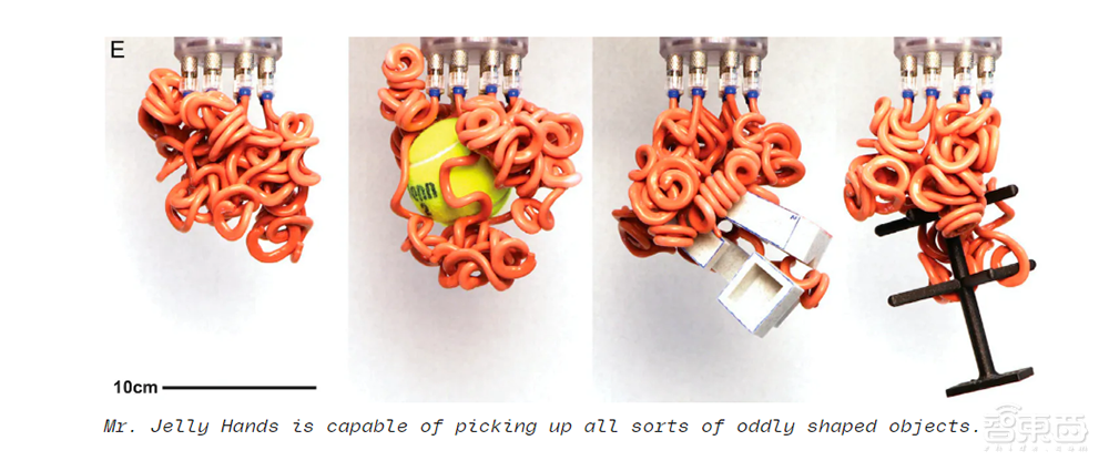 哈佛研发像火鸡面的“触手”机器人,能缠绕抓起脆弱物体