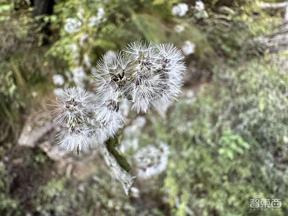 iPhone 14 Pro如何超越“13香”？四大升级亮点体验