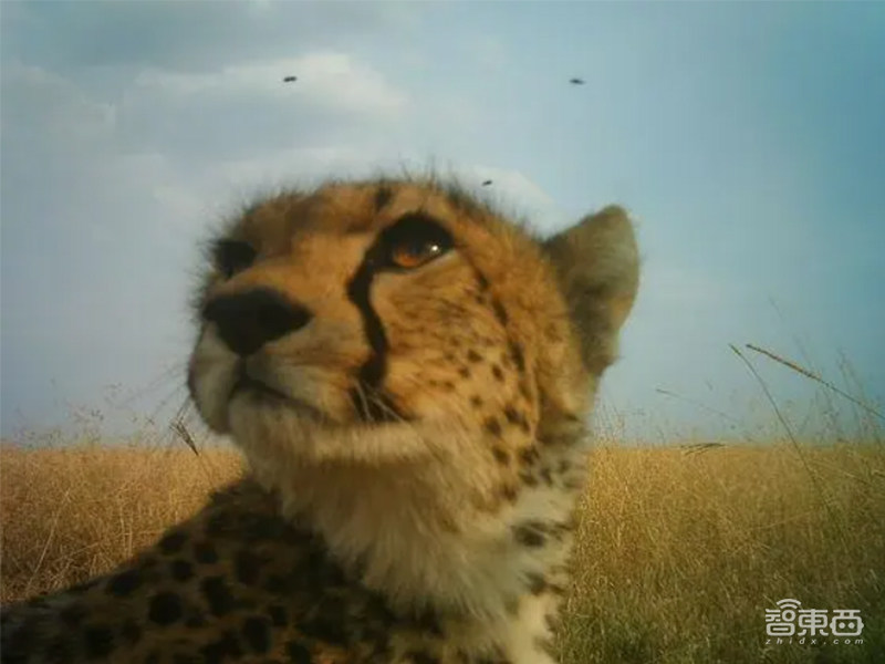 DeepMind利用AI分析动物行为,可正确识别50种大型物种