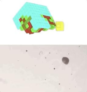 全球首个活体可编程机器人诞生!100%青蛙基因,劈成两半还能自愈