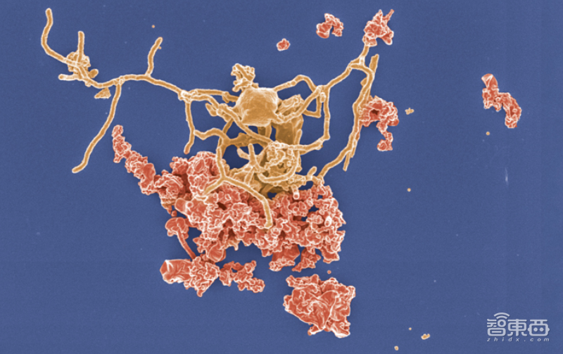 《科学》年度十大突破：黑洞照片夺冠，量子霸权、AI多人扑克入选