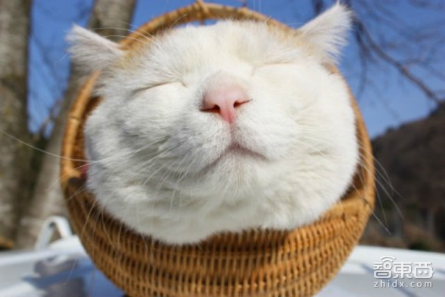 为跟谷歌争霸 Facebook也开放了人工智能源代码