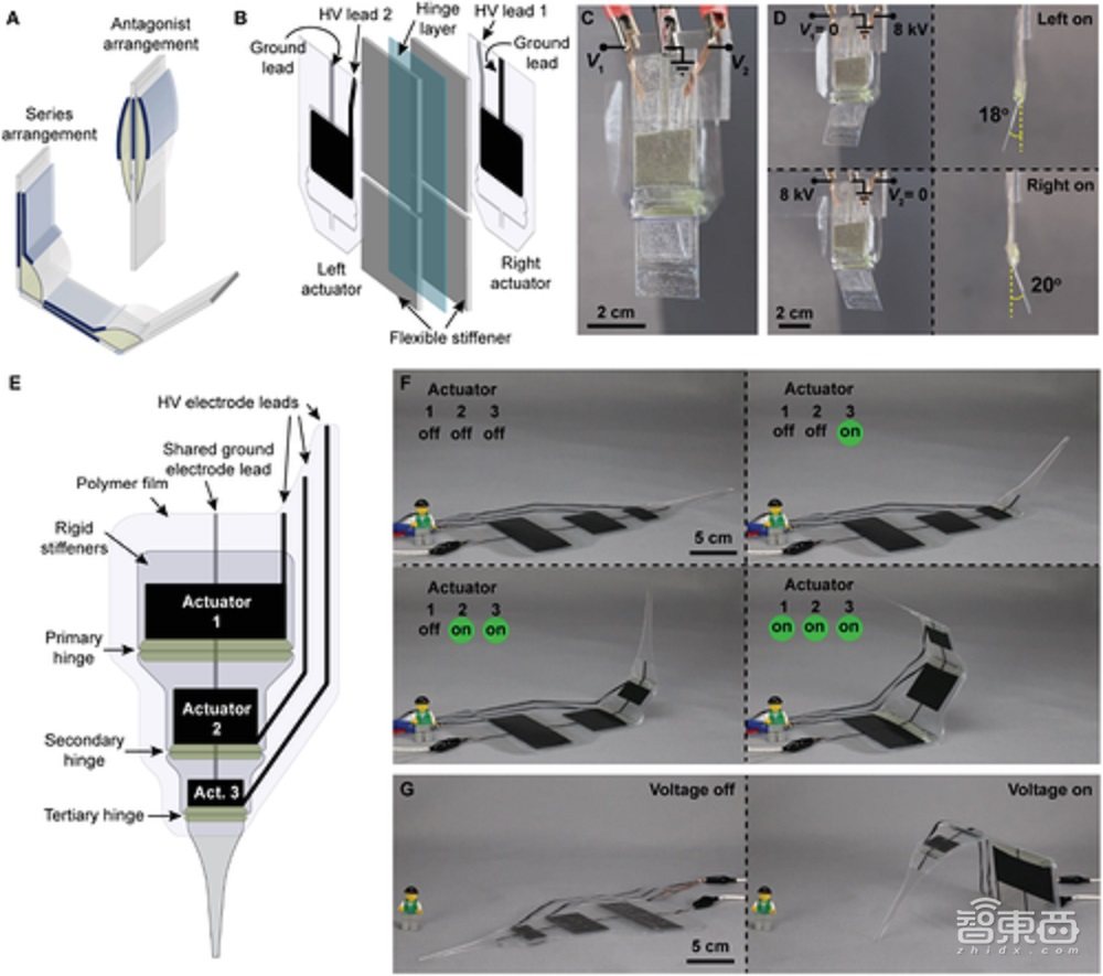 弹跳超自身10倍,机器人关节驱动新进展,受蜘蛛启发
