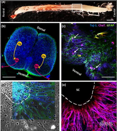 美研究者用3D打印的小鼠肌肉构造生物机器人，有望用于假肢制造